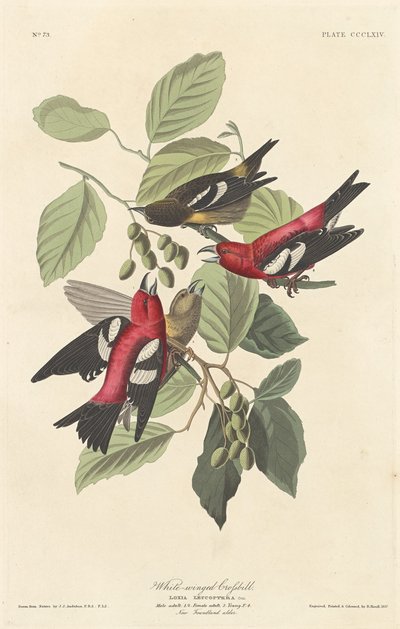 Bec-croisé bifascié, 1837 - Robert Havell