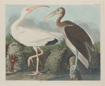 Ibis blanc, 1834 - Robert Havell