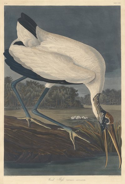 Ibis des bois - Robert Havell