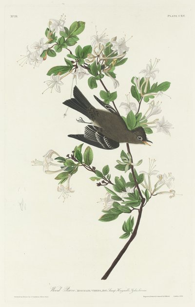 Pioui des bois, 1831 - Robert Havell