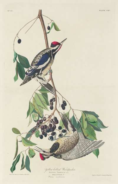 Pic à ventre jaune, 1834 - Robert Havell