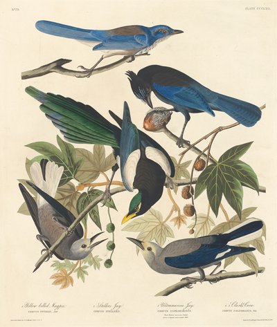 Pie à bec jaune, Geai de Steller, Geai ultramarin et Corneille de Clark, 1837 - Robert Havell