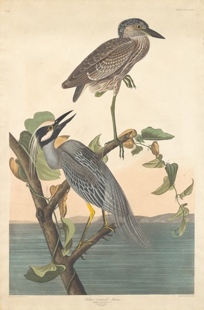 Héron couronné jaune, 1836 - Robert Havell