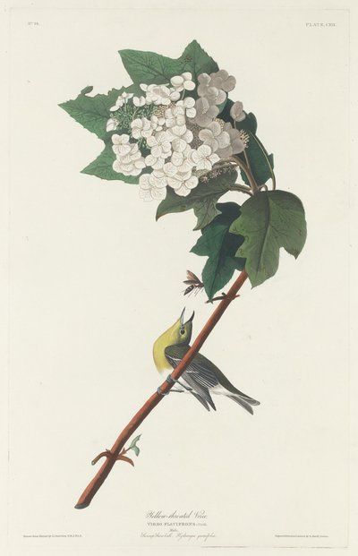 Viréo à gorge jaune, 1831 - Robert Havell