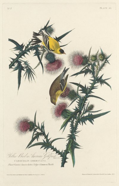 Chardonneret jaune ou chardonneret américain, 1828 - Robert Havell