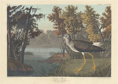 Chevalier jaune, 1836 - Robert Havell