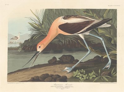 Avocette d