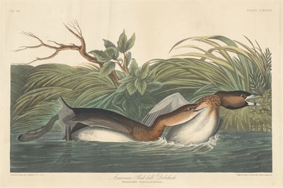 Grèbe à bec bigarré américain - Robert Havell after John James Audubon