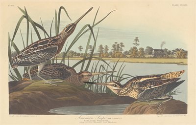 Bécassine américaine - Robert Havell after John James Audubon