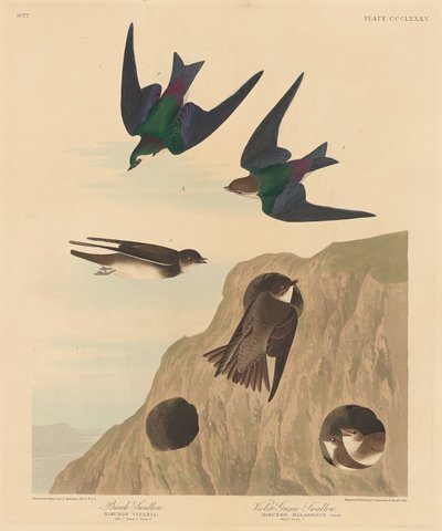 Hirondelle de rivage et hirondelle à front blanc - Robert Havell after John James Audubon