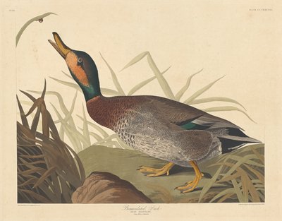 Canard bemaculé - Robert Havell after John James Audubon