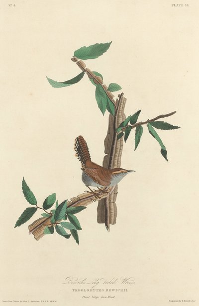 Troglodyte à longue queue de Bewick - Robert Havell after John James Audubon