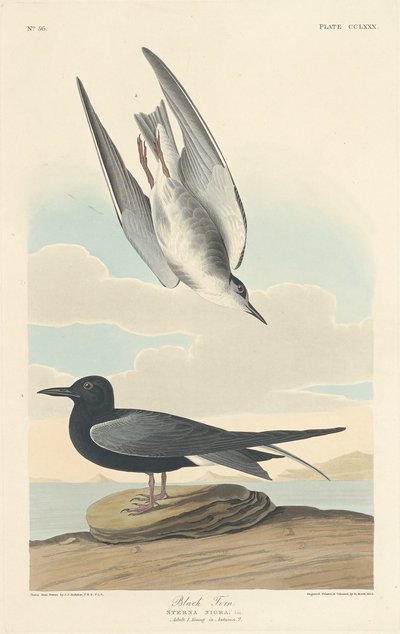 Guifette noire - Robert Havell after John James Audubon