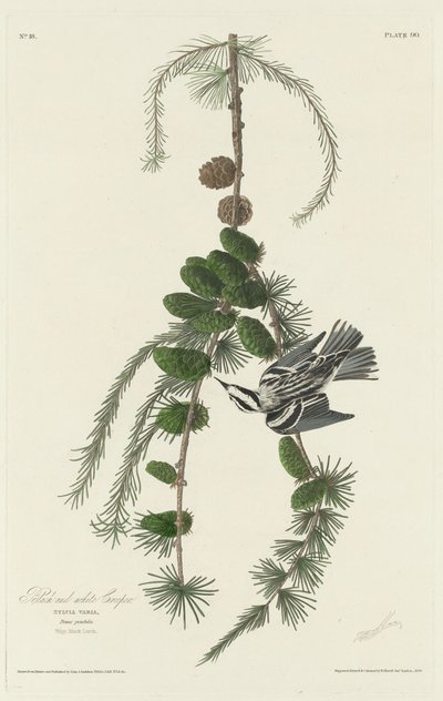 Grimpereau Noir et Blanc - Robert Havell after John James Audubon
