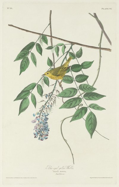 Paruline jaune aux yeux bleus - Robert Havell after John James Audubon