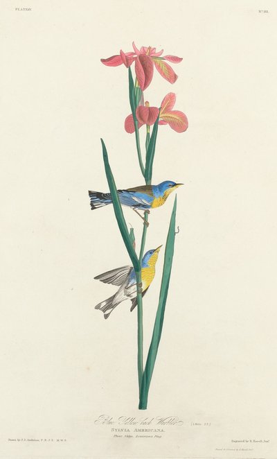 Paruline à dos jaune - Robert Havell after John James Audubon