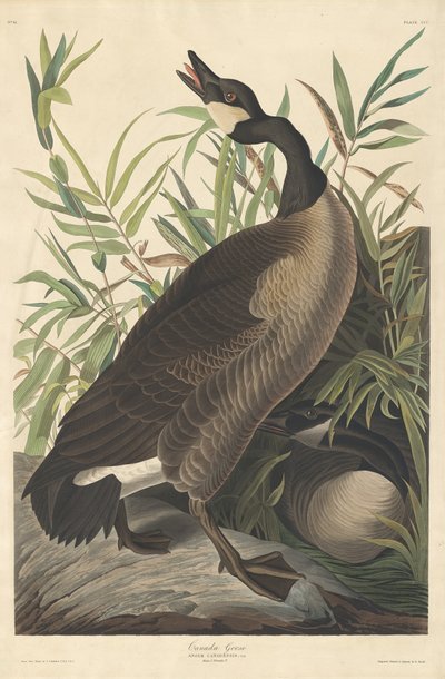 Bernache du Canada - Robert Havell after John James Audubon