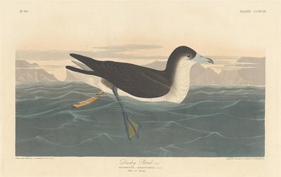 Pétrel sombre - Robert Havell after John James Audubon