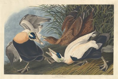 Canard Eider - Robert Havell after John James Audubon