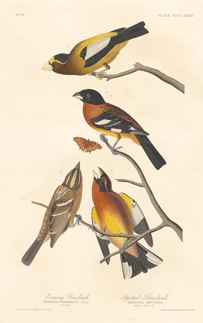 Gros-bec errant et gros-bec tacheté - Robert Havell after John James Audubon