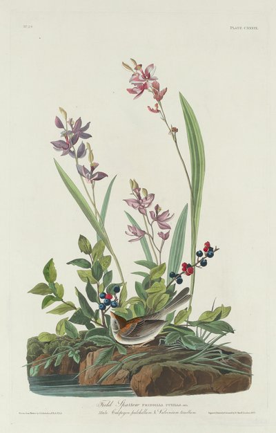 Moineau des champs - Robert Havell after John James Audubon