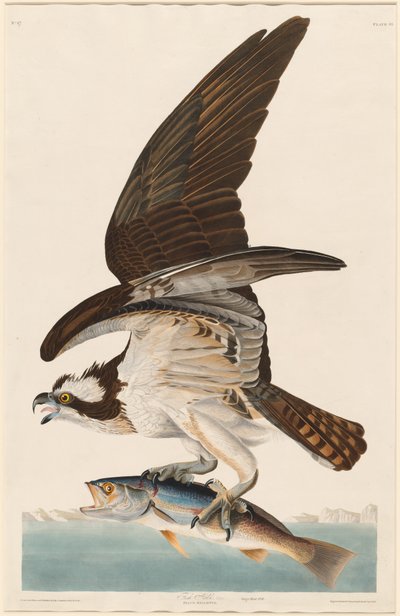 Balbuzard pêcheur - Robert Havell after John James Audubon