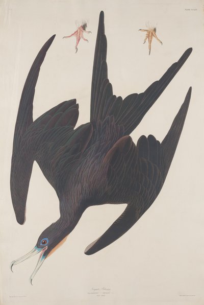 Frégate Pélican - Robert Havell after John James Audubon