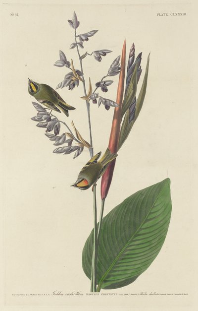 Roitelet huppé - Robert Havell after John James Audubon