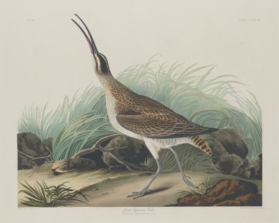 Grand Courlis Esquimau - Robert Havell after John James Audubon