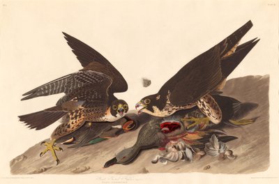 Grand Faucon à Pieds - Robert Havell after John James Audubon