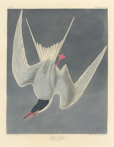Grande Sterne - Robert Havell after John James Audubon