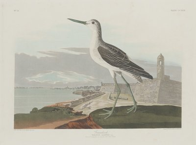 Chevalier gambette - Robert Havell after John James Audubon