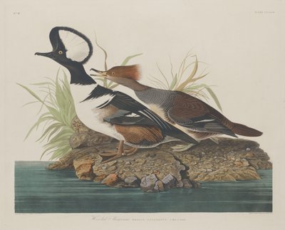 Harle couronné - Robert Havell after John James Audubon