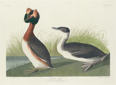 Grèbe cornu - Robert Havell after John James Audubon