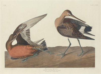 Barge hudsonienne - Robert Havell after John James Audubon