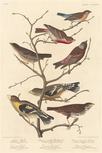 Pinson lazuli - Robert Havell after John James Audubon