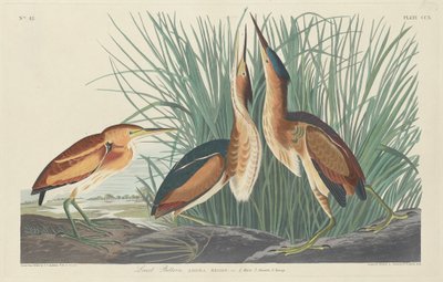 Petit Butor - Robert Havell after John James Audubon