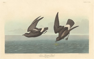 Pétrel tempête le plus petit - Robert Havell after John James Audubon