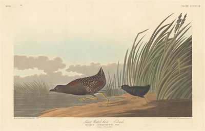 Gallinule poule-d