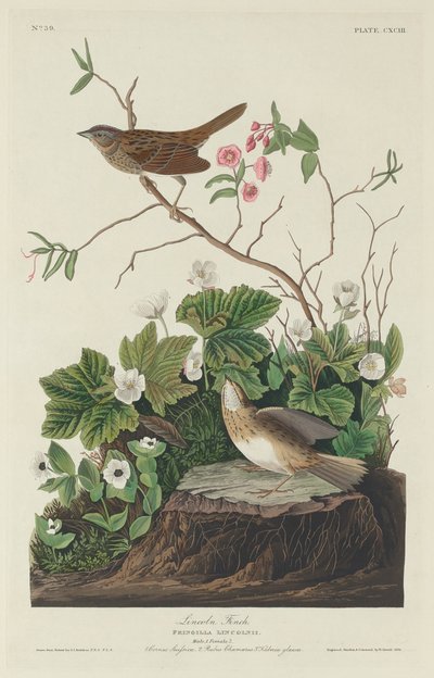 Lincoln Finch - Robert Havell after John James Audubon