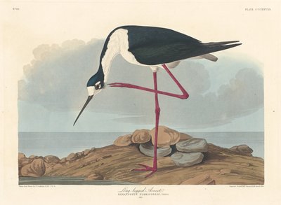 Avocette élégante - Robert Havell after John James Audubon