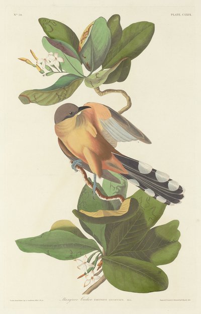 Coulicou Mangrove - Robert Havell after John James Audubon