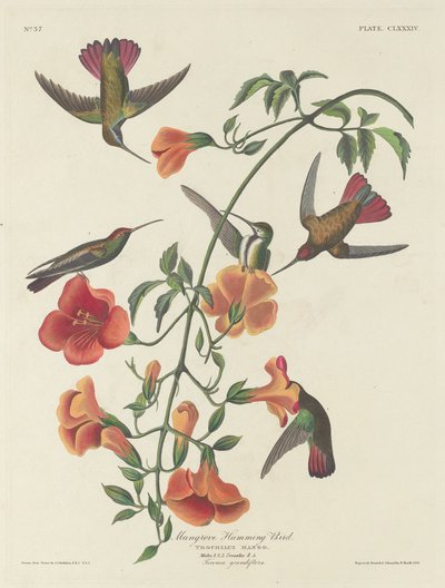Colibri des mangroves - Robert Havell after John James Audubon
