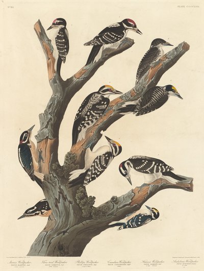 Le pic-bois de Maria - Robert Havell after John James Audubon