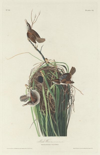 Troglodyte des marais - Robert Havell after John James Audubon