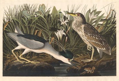 Bihoreau ou Qua bird - Robert Havell after John James Audubon