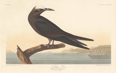 Sterne Noddy - Robert Havell after John James Audubon