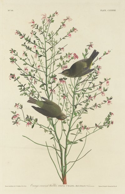 Paruline à couronne orange - Robert Havell after John James Audubon