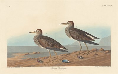 Bécasseau à poitrine cendrée - Robert Havell after John James Audubon