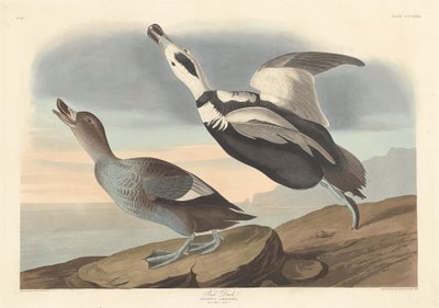Canard pied - Robert Havell after John James Audubon